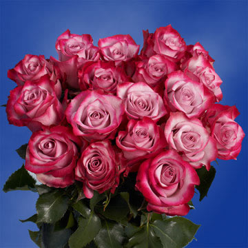 Rose Sh Purple (OC) [Include Flower Food] (OM)