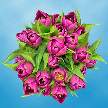 Qty of Purple Tulips
