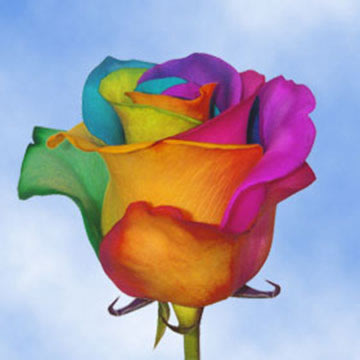 rainbow-roses-for-sale-tie-die-kaleidosc