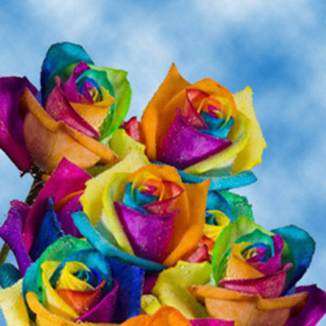 Rainbow Roses For Sale Tie Die Kaleidoscope Roses - 