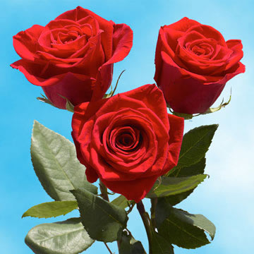 Red and White Rose Flowers 24 Hours Delivery | Global Rose