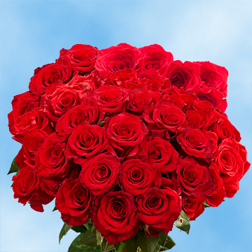 Globalrose All You Need To Know About Roses Much More - 