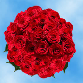 Red Rose Special