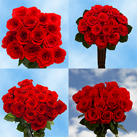 Red Roses Flowers Delivery