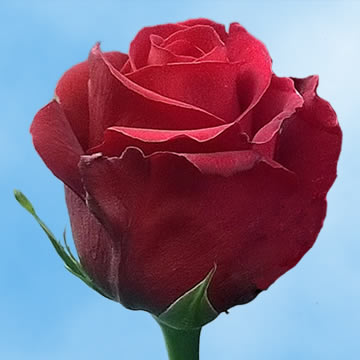 Real Red Roses