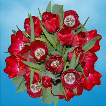 Qty of Red Tulips