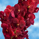 (HB) Orchids Red Vanda 80 For Delivery to North_Carolina