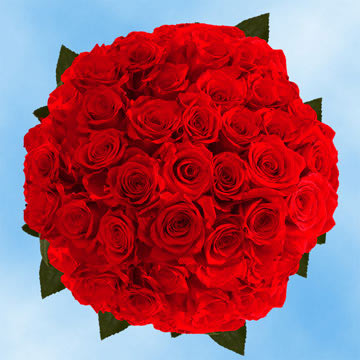 Rose Sh Red (QB) [Include Flower Food] (OM)