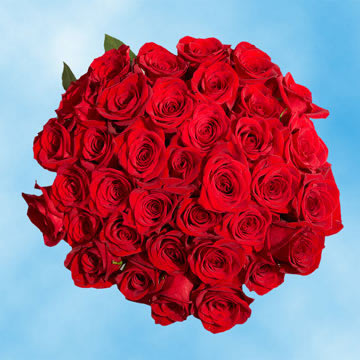 Rose Sh Red (OC) [Include Flower Food] (OM)