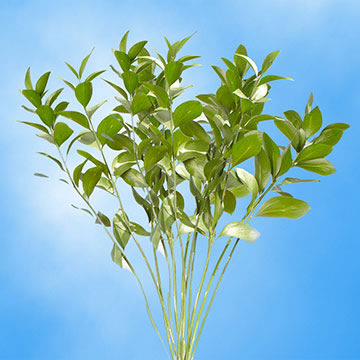 (OC) Ruscus 6 Bunches (OM)