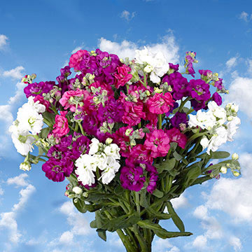 Send Assorted Stock Spray Flowers | Global Rose