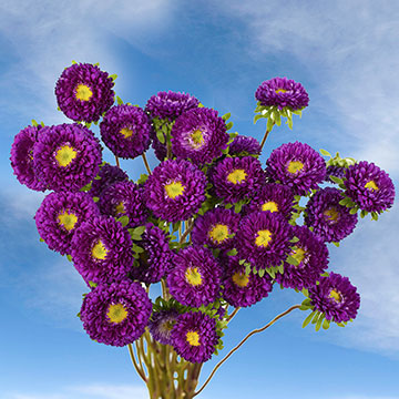 Send Purple Aster  Matsumoto  Flowers Global Rose