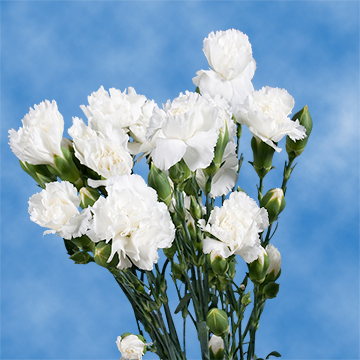 Send White Mini Carnations | GlobalRose