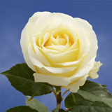 Creme de la Creme Rose variety Ivory - EbloomsDirect