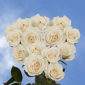 Send White Spray Roses | GlobalRose