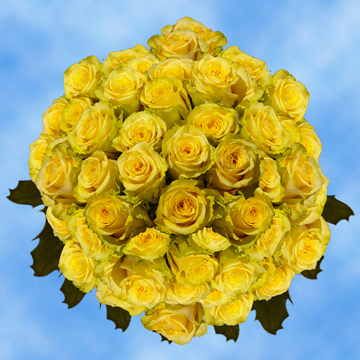 150 Fresh Cut Yellow Roses