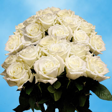 Ship White Roses | GlobalRose