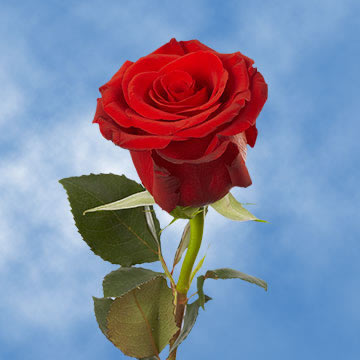 Single Roses for Flower Sale Fundraiser | Global Rose