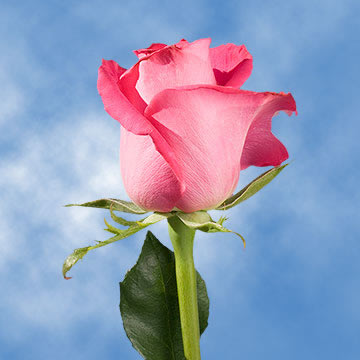 Valentines Day At Trader Rose >> Single Roses For Valentine Valentines Day At Trader Rose >> Single Roses For Valentine