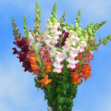 Snapdragon Flowers 24 Hours Shipping