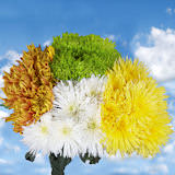 Spider Chrysanthemums