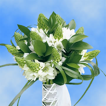 Star Bethlehem 2 (OC) [Include Flower Food] (OM)