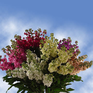 stock flowers cheap online