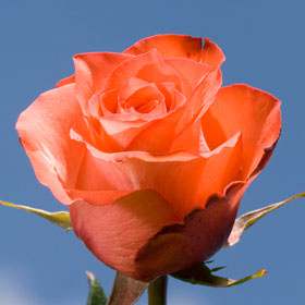 Qty of Iguana Roses For Delivery to West_Columbia, South_Carolina