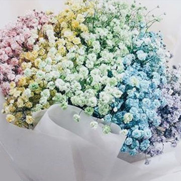 Baby's Breath Fresh Gypsophila Flowers | GlobalRose