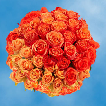 Rose Sh Orange (QB) [Include Flower Food] (OM)