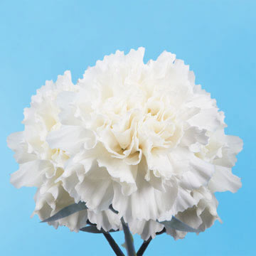 Vibrant White Carnations | Global Rose