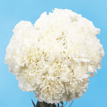 Carn Std White (OC) [Include Flower Food] (OM)