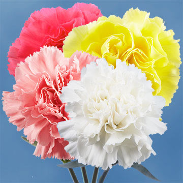 200 Carnations Pick a Color
