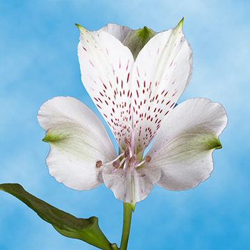 30 Alstroemerias Flowers