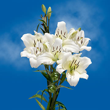 Asiatic Lilies White 1 (OC) [Include Flower Food] (OM)