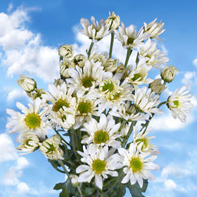 White Daisy Pom Poms | Global Rose