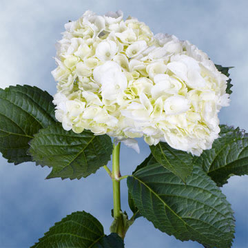 White Hydrangeas Next Day Delivery | GlobalRose