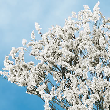 White Limonium Filler Flowers | GlobalRose