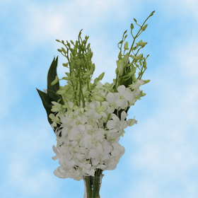Qty of Big White Sana Dendrobium Orchids For Delivery to Alton, Illinois
