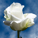Qty of Akito Roses For Delivery to Faqs.Html, Michigan