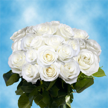 White Roses Free Valentine's Day Delivery | GlobalRose