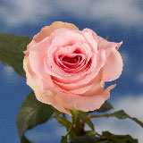 (HB) Rose Med Pink For Delivery to Missouri