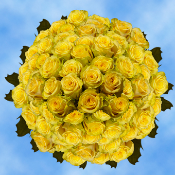 200 Fresh Cut Yellow Roses