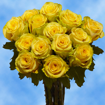 Wholesale Yellow Roses | Global Rose