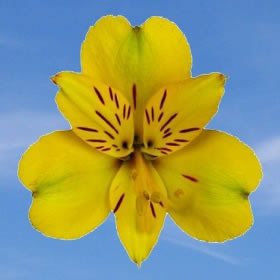 100 Fancy Yellow Alstroemerias