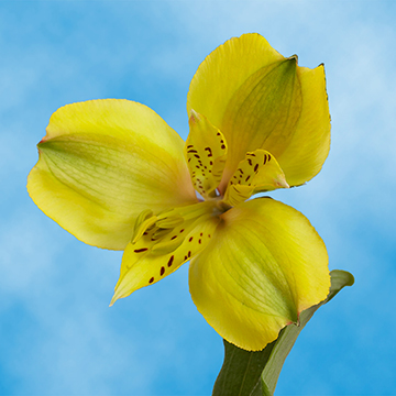 30 Alstroemeria for Bouquet