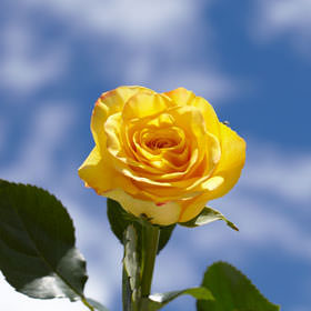 yellow roses globalrose