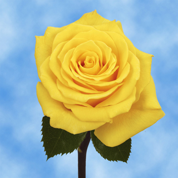 Image result for yellow roses images
