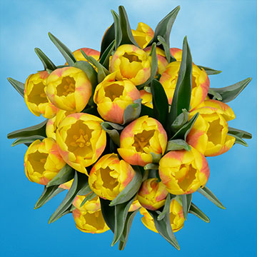 Qty of Yellow Tulips