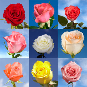 200 Roses of Your Choice